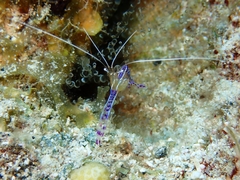 Ancylomenes pedersoni