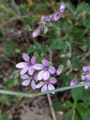 Erodium lebelii