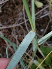 Elymus athericus