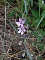 Erodium lebelii