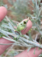 Gnorimoschema octomaculella