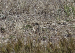 Anthus spragueii