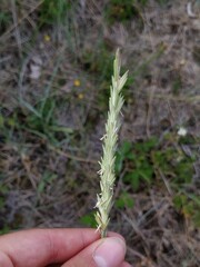 Elymus athericus