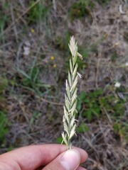 Elymus athericus