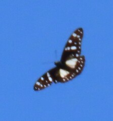 Graphium leonidas