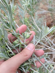 Gnorimoschema octomaculella