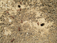 Pogonomyrmex barbatus