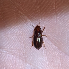 Harpalus gravis