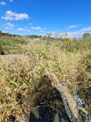 Setaria parviflora