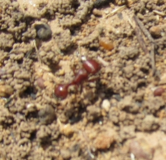 Pogonomyrmex barbatus