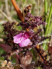 Pedicularis palustris