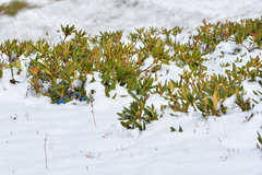 Rhododendron caucasicum