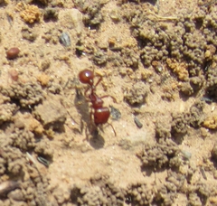 Pogonomyrmex barbatus