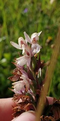 Dactylorhiza
