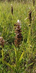 Dactylorhiza