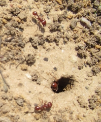 Pogonomyrmex barbatus