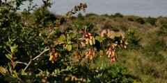 Berberis vulgaris