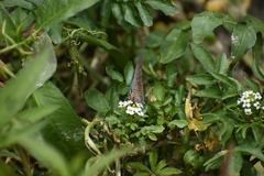 Pseudolycaena