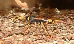 Urocerus gigas