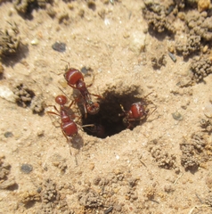 Pogonomyrmex barbatus