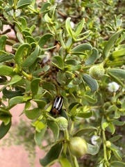 Acalymma trivittatum