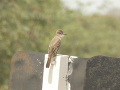 Myiarchus tyrannulus