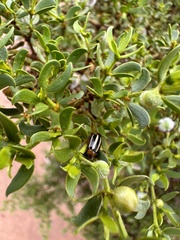 Acalymma trivittatum