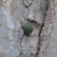 Agave victoriae-reginae swobodae