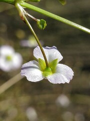 Alisma plantago-aquatica