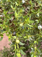 Acalymma trivittatum