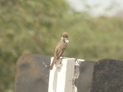 Myiarchus tyrannulus