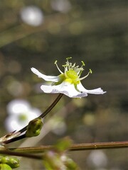 Alisma plantago-aquatica