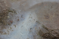 Bacteria