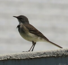 Motacilla capensis capensis