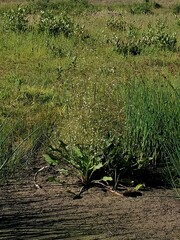 Alisma plantago-aquatica