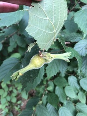 Corylus cornuta