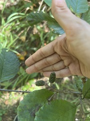 Alnus rhombifolia