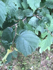 Corylus cornuta