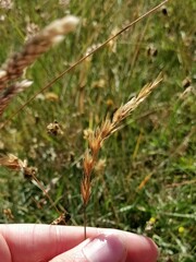 Anthoxanthum odoratum