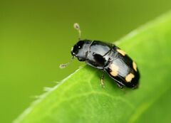 Glischrochilus quadrisignatus