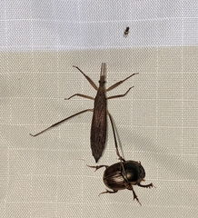 Pygolampis pectoralis