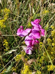 Lathyrus latifolius