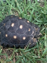 Gopherus berlandieri