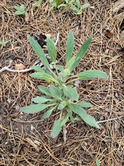 Phacelia