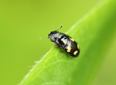 Glischrochilus quadrisignatus