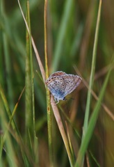 Plebejus
