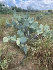 Opuntia orbiculata
