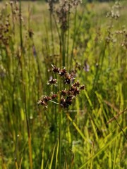 Juncus subnodulosus
