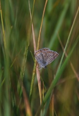 Plebejus