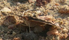 Junonia oenone oenone